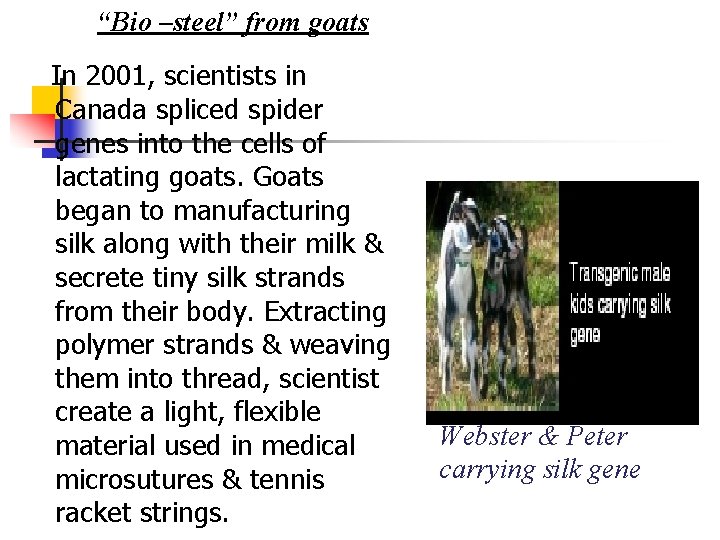 “Bio –steel” from goats In 2001, scientists in Canada spliced spider genes into the