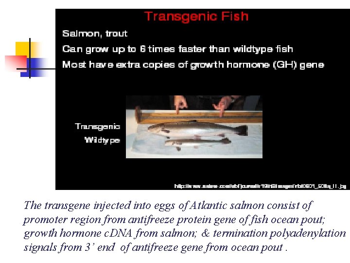 The transgene injected into eggs of Atlantic salmon consist of promoter region from antifreeze