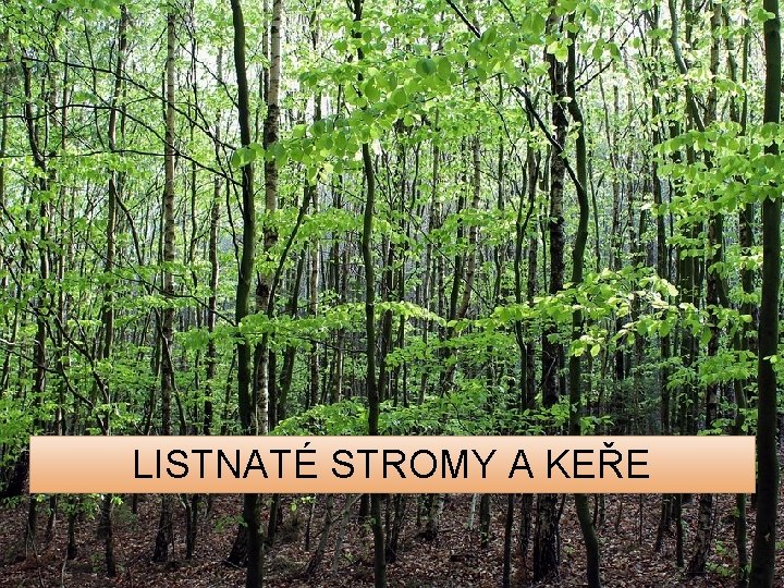 LISTNATÉ STROMY A KEŘE 
