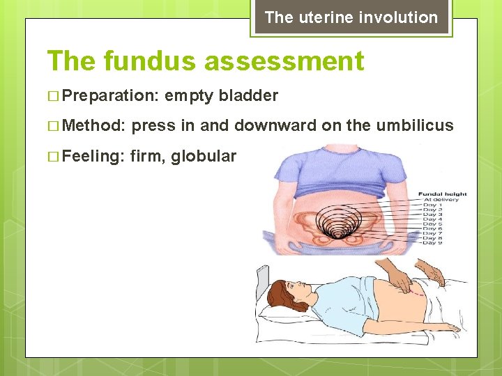 The uterine involution The fundus assessment � Preparation: empty bladder � Method: press in