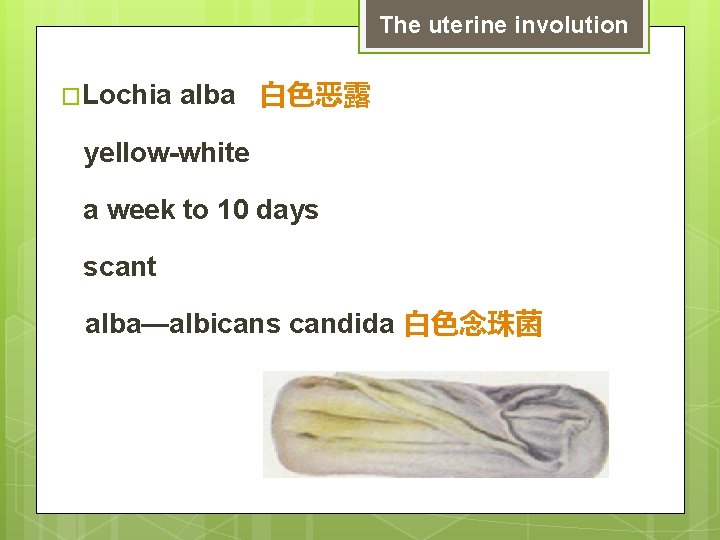 The uterine involution �Lochia alba 白色恶露 yellow-white a week to 10 days scant alba—albicans