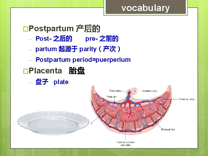 vocabulary �Postpartum 产后的 - Post- 之后的 - partum 起源于 parity（产次） - Postpartum period=puerperium �Placenta