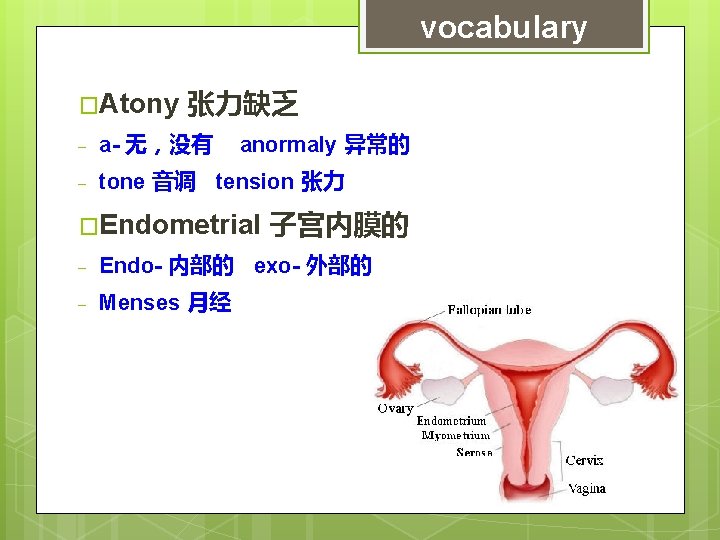 vocabulary �Atony 张力缺乏 - a- 无，没有 anormaly 异常的 - tone 音调 tension 张力 �Endometrial