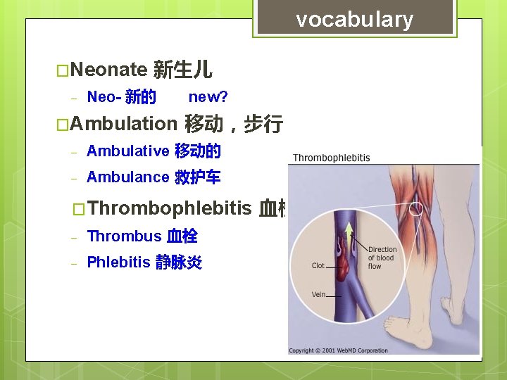 vocabulary �Neonate - 新生儿 Neo- 新的 �Ambulation new? 移动，步行 - Ambulative 移动的 - Ambulance