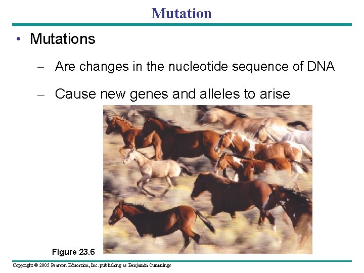 Mutation • Mutations – Are changes in the nucleotide sequence of DNA – Cause