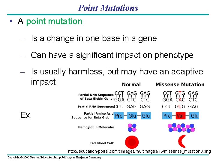 Point Mutations • A point mutation – Is a change in one base in