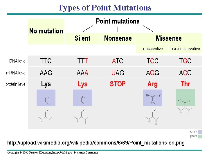 Types of Point Mutations http: //upload. wikimedia. org/wikipedia/commons/6/69/Point_mutations-en. png Copyright © 2005 Pearson Education,