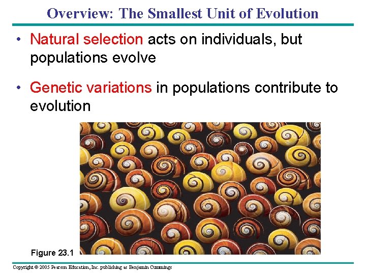 Overview: The Smallest Unit of Evolution • Natural selection acts on individuals, but populations