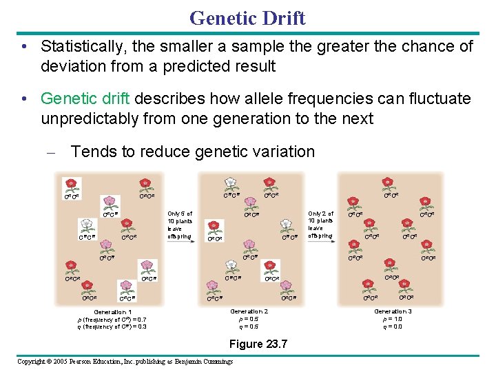 Genetic Drift • Statistically, the smaller a sample the greater the chance of deviation
