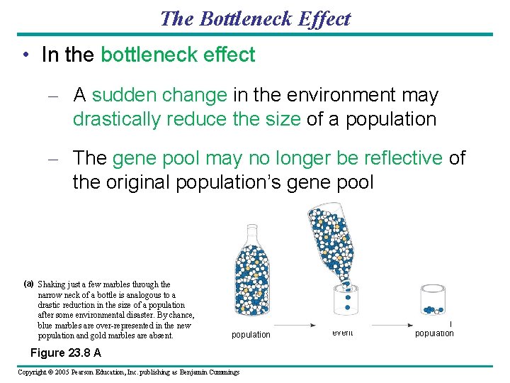 The Bottleneck Effect • In the bottleneck effect – A sudden change in the