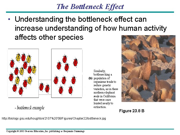 The Bottleneck Effect • Understanding the bottleneck effect can increase understanding of how human