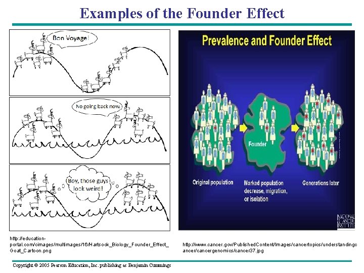 Examples of the Founder Effect http: //educationportal. com/cimages/multimages/16/Hartsock_Biology_Founder_Effect_ Goat_Cartoon. png Copyright © 2005 Pearson