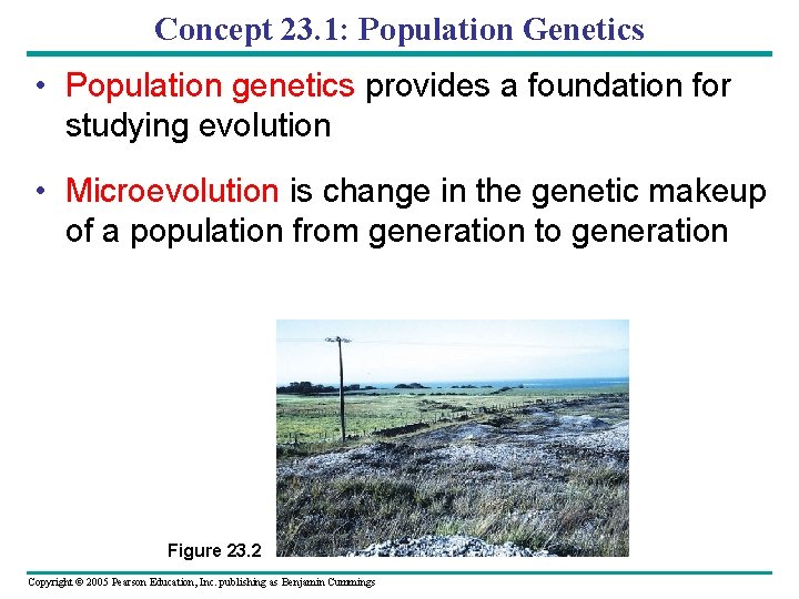 Concept 23. 1: Population Genetics • Population genetics provides a foundation for studying evolution