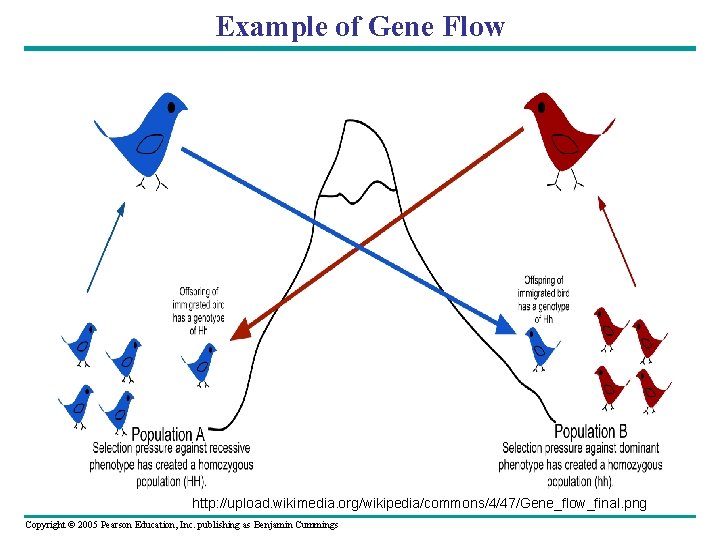 Example of Gene Flow http: //upload. wikimedia. org/wikipedia/commons/4/47/Gene_flow_final. png Copyright © 2005 Pearson Education,