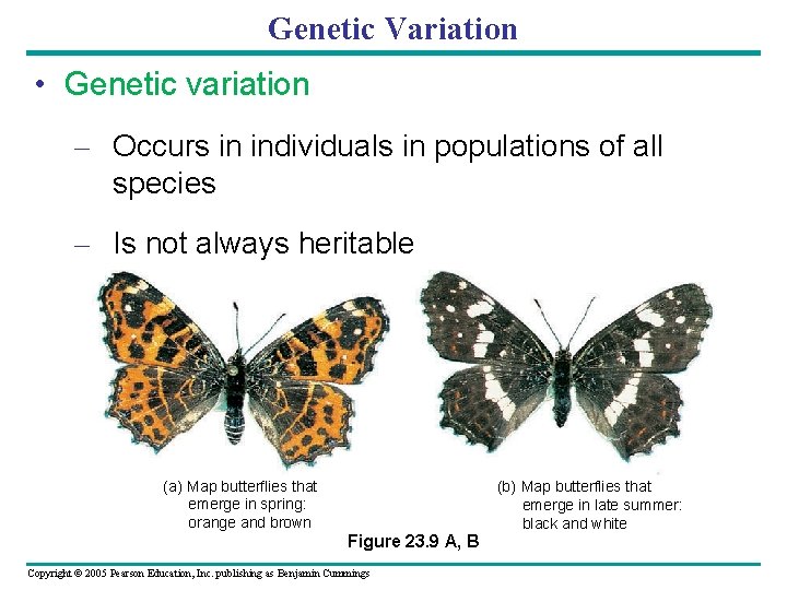 Genetic Variation • Genetic variation – Occurs in individuals in populations of all species