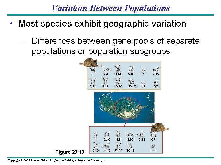 Variation Between Populations • Most species exhibit geographic variation – Differences between gene pools