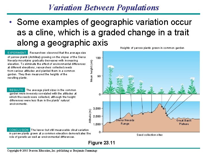 Variation Between Populations • Some examples of geographic variation occur as a cline, which