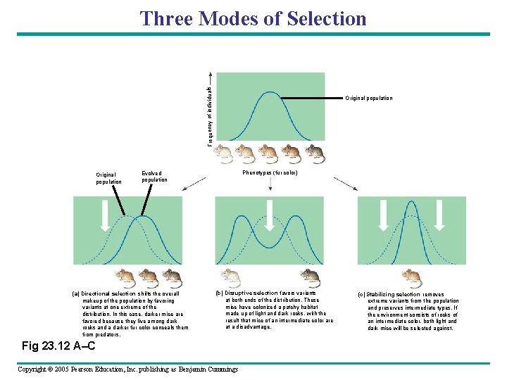 Frequency of individuals Three Modes of Selection Original population Phenotypes (fur color) Evolved population Frequency of individuals Three Modes of Selection Original population Phenotypes (fur color) Evolved population