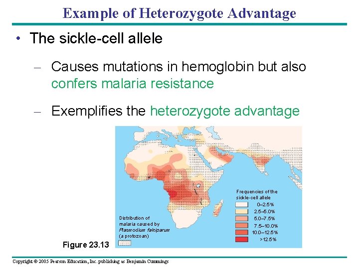 Example of Heterozygote Advantage • The sickle-cell allele – Causes mutations in hemoglobin but