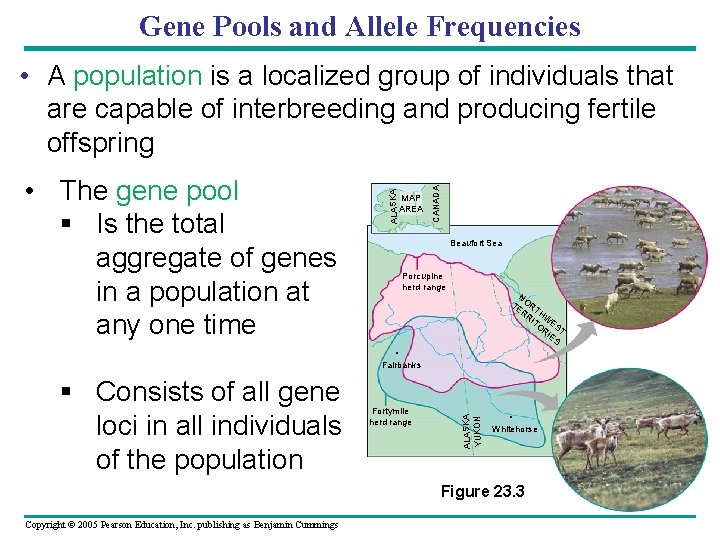 Gene Pools and Allele Frequencies MAP AREA CANADA • The gene pool § Is