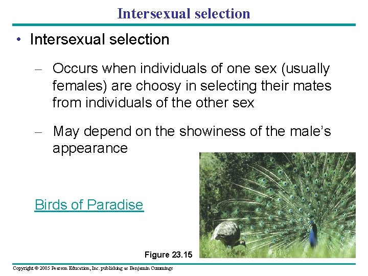Intersexual selection • Intersexual selection – Occurs when individuals of one sex (usually females)