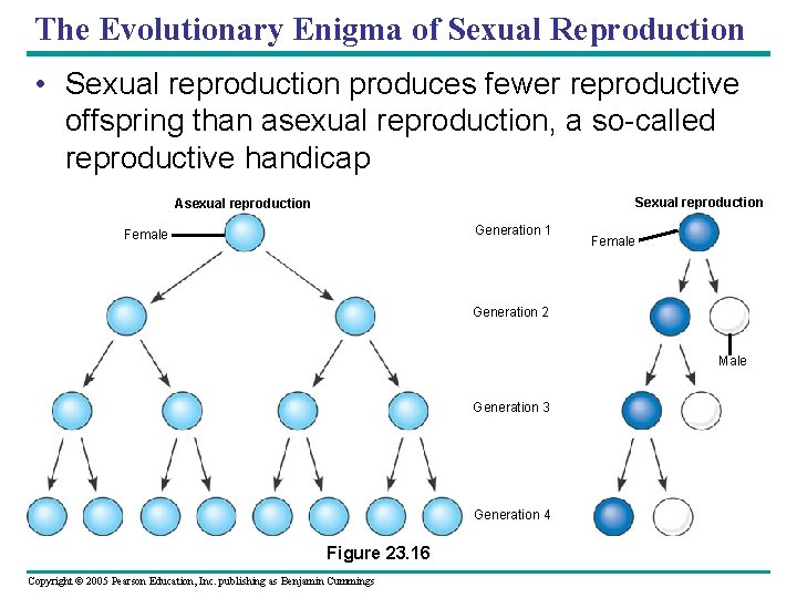 The Evolutionary Enigma of Sexual Reproduction • Sexual reproduction produces fewer reproductive offspring than