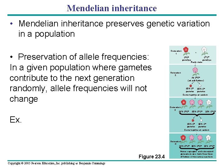 Mendelian inheritance • Mendelian inheritance preserves genetic variation in a population • Preservation of
