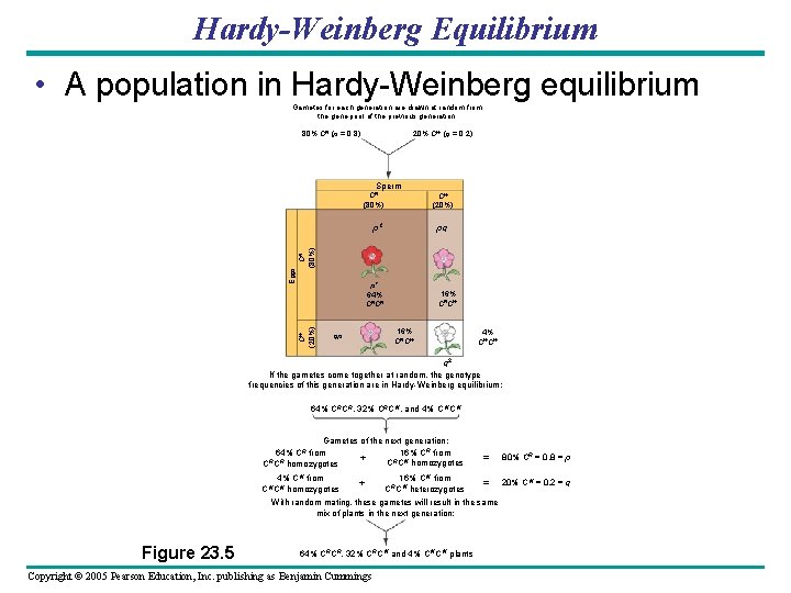 Hardy-Weinberg Equilibrium • A population in Hardy-Weinberg equilibrium Gametes for each generation are drawn