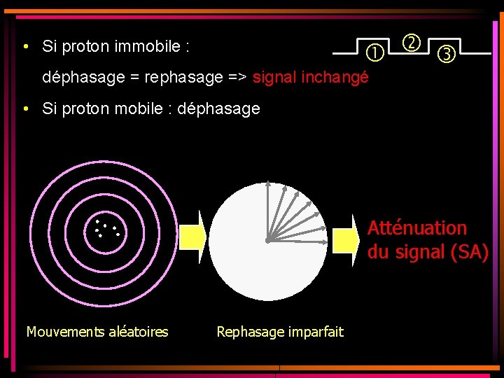 • Si proton immobile : déphasage = rephasage => signal inchangé • Si • Si proton immobile : déphasage = rephasage => signal inchangé • Si