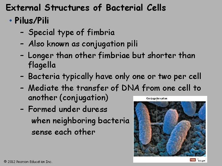 External Structures of Bacterial Cells • Pilus/Pili – Special type of fimbria – Also