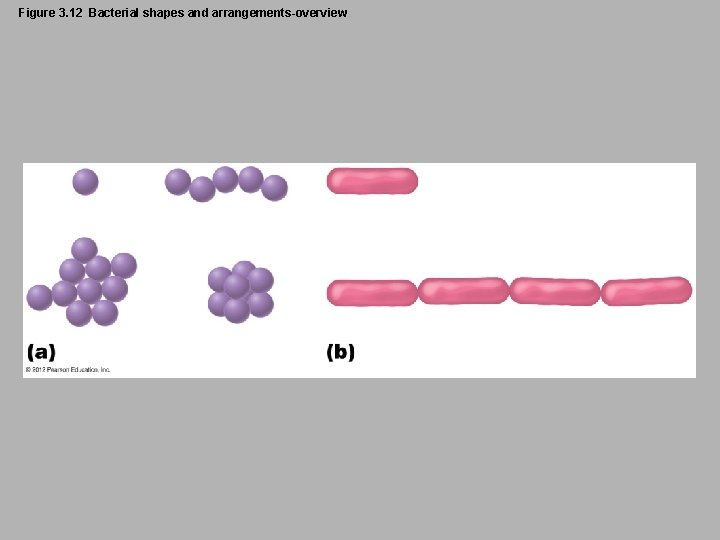 Figure 3. 12 Bacterial shapes and arrangements-overview 