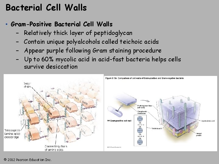 Bacterial Cell Walls • Gram-Positive Bacterial Cell Walls – Relatively thick layer of peptidoglycan