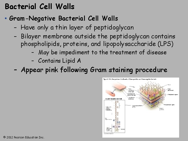 Bacterial Cell Walls • Gram-Negative Bacterial Cell Walls – Have only a thin layer