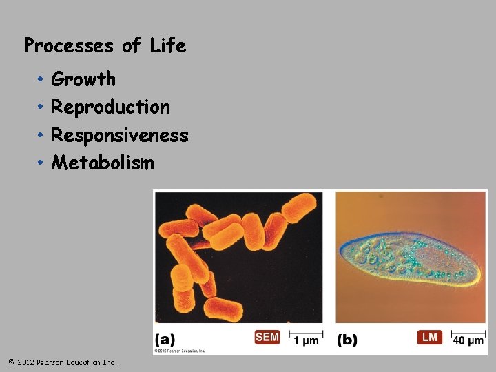 Processes of Life • • Growth Reproduction Responsiveness Metabolism © 2012 Pearson Education Inc.
