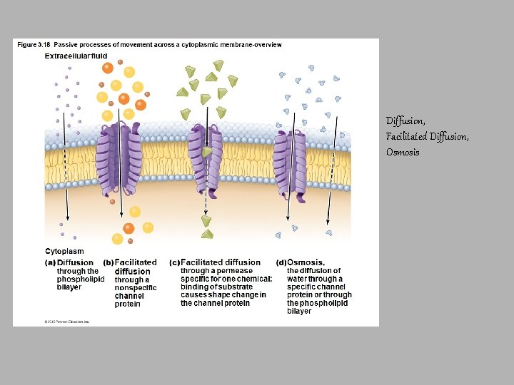 Diffusion, Facilitated Diffusion, Osmosis 