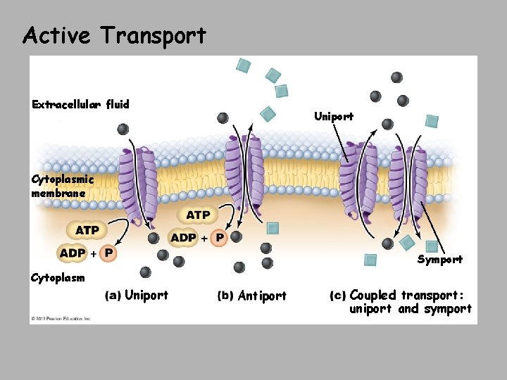 Active Transport Extracellular fluid Uniport Cytoplasmic membrane Symport Cytoplasm Uniport Antiport Coupled transport: uniport