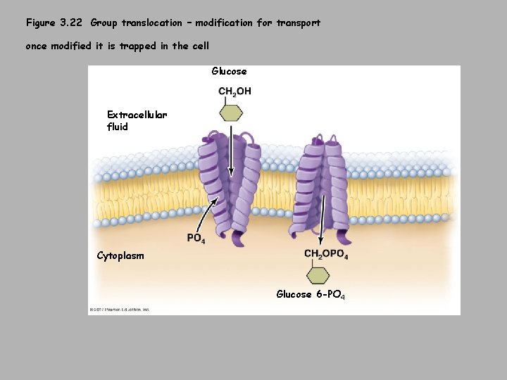 Figure 3. 22 Group translocation – modification for transport once modified it is trapped