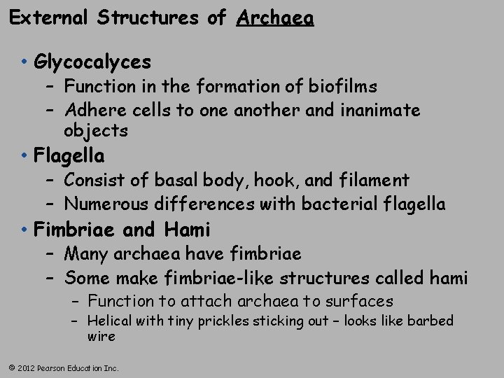 External Structures of Archaea • Glycocalyces – Function in the formation of biofilms –
