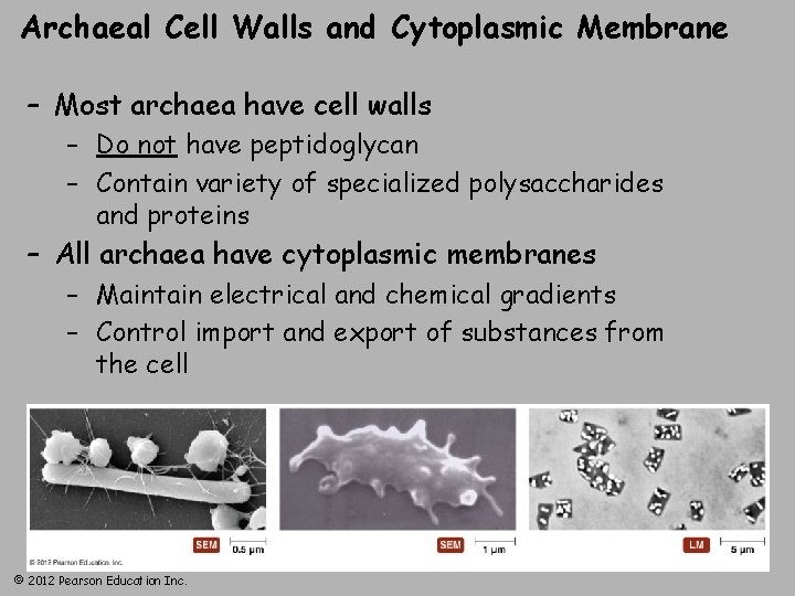 Archaeal Cell Walls and Cytoplasmic Membrane – Most archaea have cell walls – Do