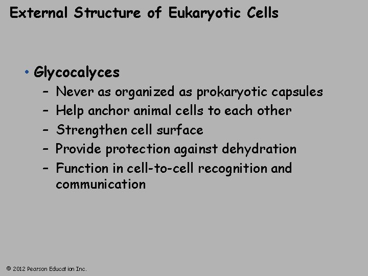 External Structure of Eukaryotic Cells • Glycocalyces – – – Never as organized as