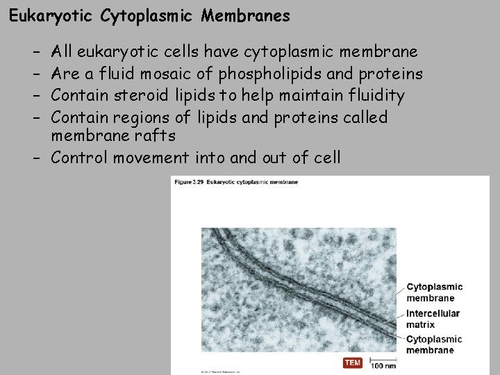Eukaryotic Cytoplasmic Membranes – – All eukaryotic cells have cytoplasmic membrane Are a fluid