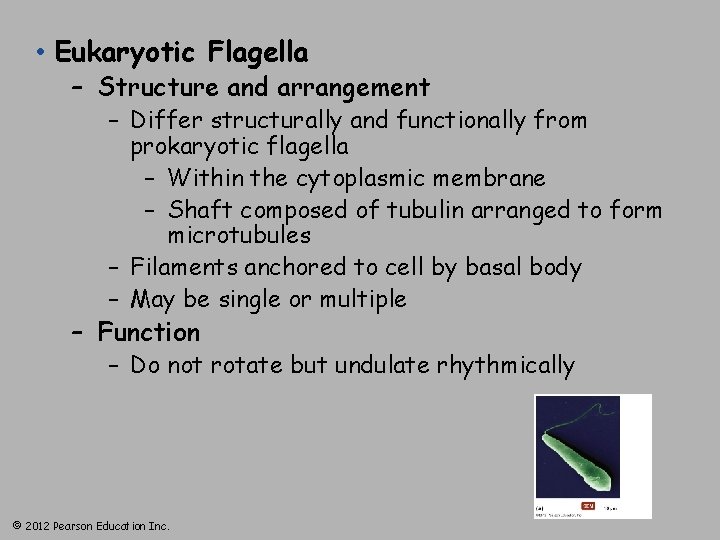  • Eukaryotic Flagella – Structure and arrangement – Differ structurally and functionally from