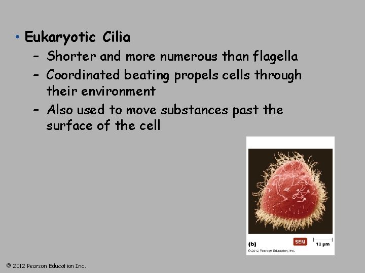  • Eukaryotic Cilia – Shorter and more numerous than flagella – Coordinated beating