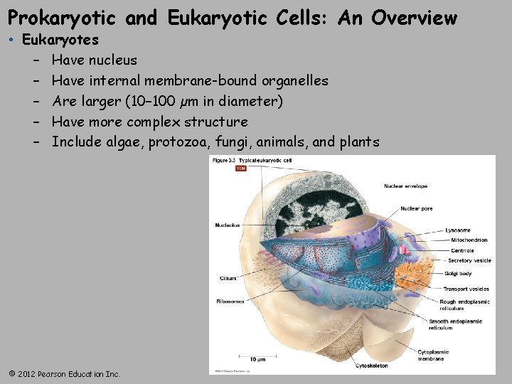 Prokaryotic and Eukaryotic Cells: An Overview • Eukaryotes – Have nucleus – Have internal