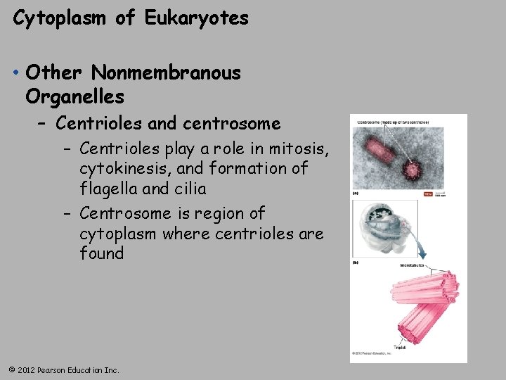 Cytoplasm of Eukaryotes • Other Nonmembranous Organelles – Centrioles and centrosome – Centrioles play