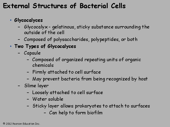 External Structures of Bacterial Cells • Glycocalyces – Glycocalyx - gelatinous, sticky substance surrounding