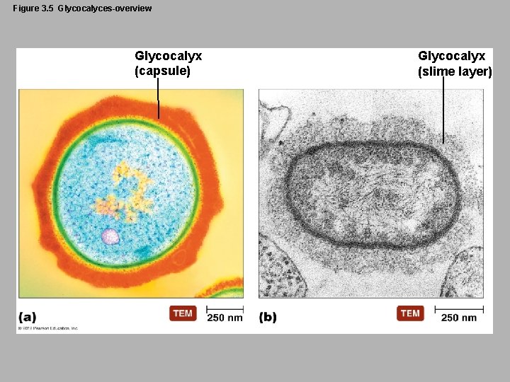 Figure 3. 5 Glycocalyces-overview Glycocalyx (capsule) Glycocalyx (slime layer) 