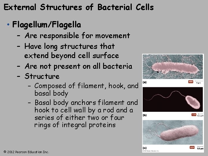 External Structures of Bacterial Cells • Flagellum/Flagella – Are responsible for movement – Have