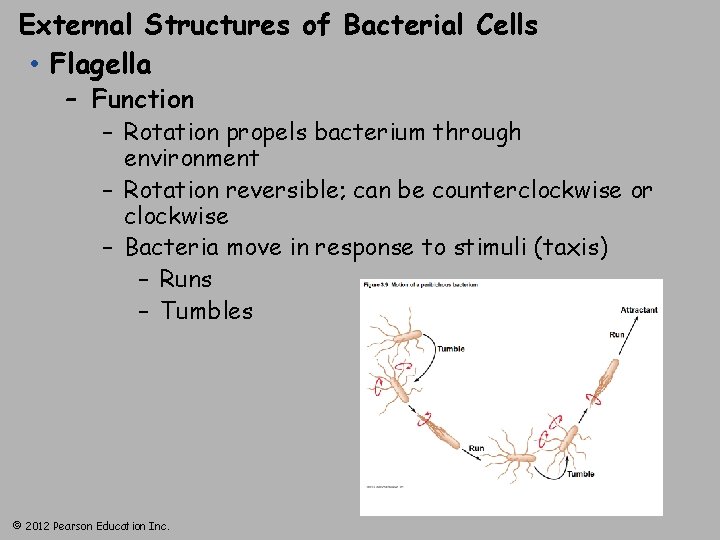 External Structures of Bacterial Cells • Flagella – Function – Rotation propels bacterium through