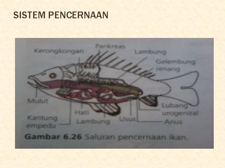 SISTEM PENCERNAAN 